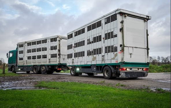 Reiniger und Desinfektionsmittel für Tier- und Viehtransporter (LKW)